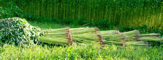 JUTE-B